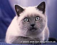 zum Vergrößern klicken