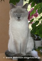 zum Vergr&ouml;&szlig;ern klicken