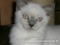 zum Vergr&ouml;&szlig;ern klicken