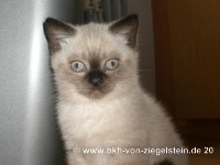 zum Vergr&ouml;&szlig;ern klicken