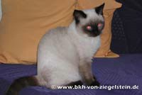 zum Vergr&ouml;&szlig;ern klicken