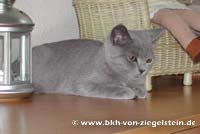 zum Vergr&ouml;&szlig;ern klicken