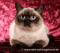 zum Vergr&ouml;&szlig;ern klicken