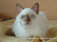 zum Vergr&ouml;&szlig;ern klicken