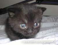 zum Vergr&ouml;&szlig;ern klicken