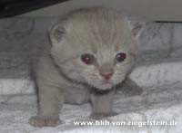 zum Vergr&ouml;&szlig;ern klicken