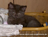 zum Vergr&ouml;&szlig;ern klicken