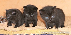 zum Vergr&ouml;&szlig;ern klicken