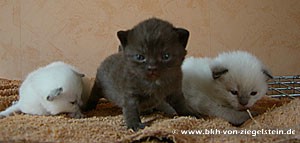 zum Vergr&ouml;&szlig;ern klicken