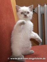 zum Vergr&ouml;&szlig;ern klicken