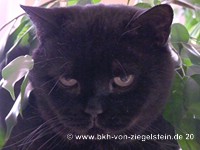 zum Vergr&ouml;&szlig;ern klicken