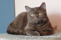 zum Vergr&ouml;&szlig;ern klicken