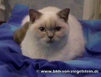 zum Vergr&ouml;&szlig;ern klicken